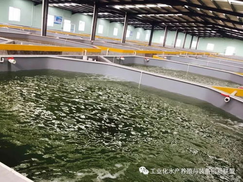 陈海龙解读 工厂化水产养殖系统与干洗店运营的智慧精华